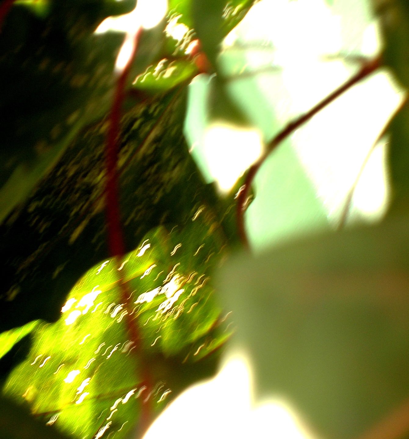 Carmen Hoyos — Photo
